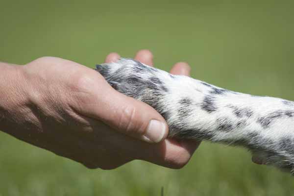 rapamycin for dogs with osteosarcoma