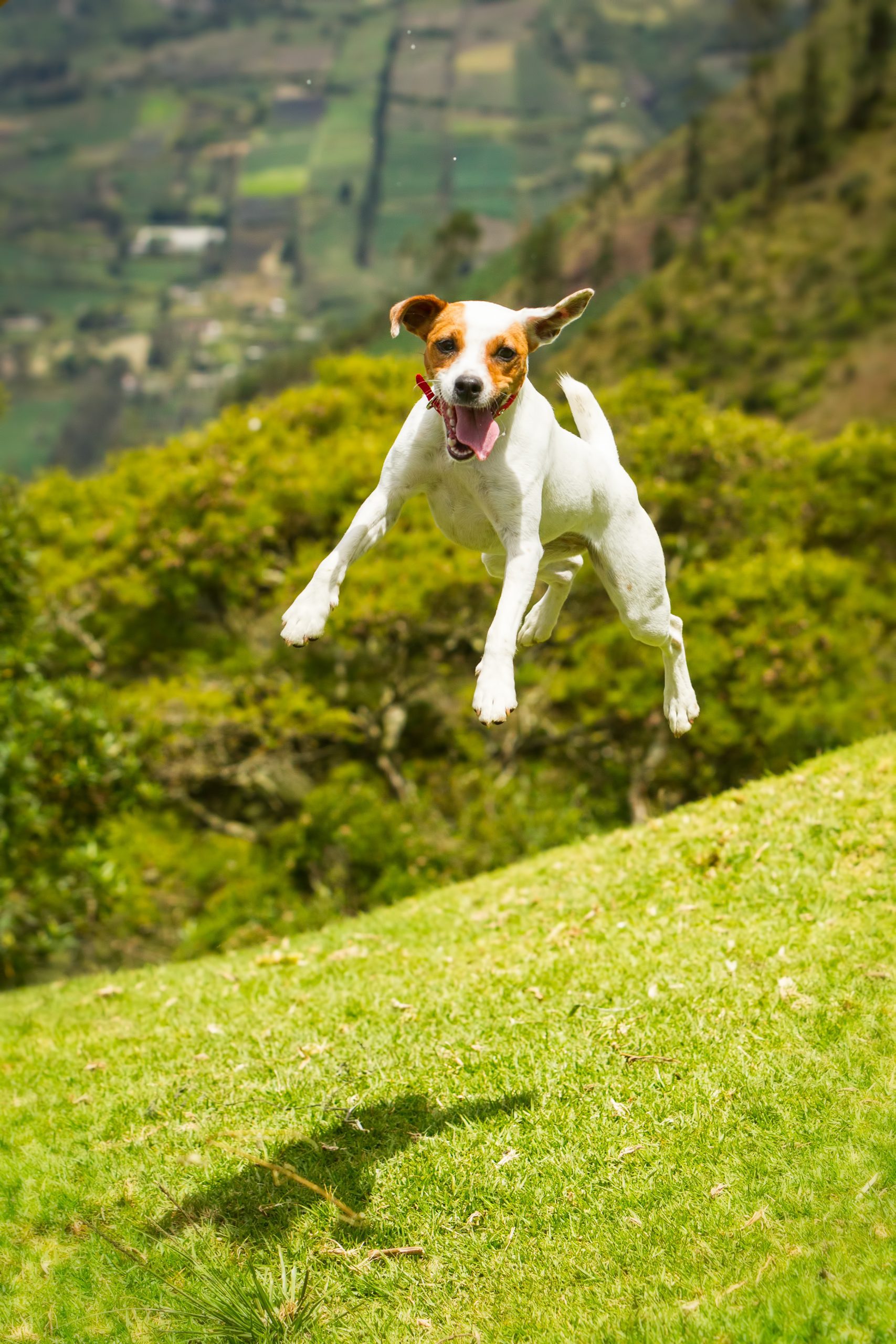 Rapamycin for dogs-- helping pets live longer